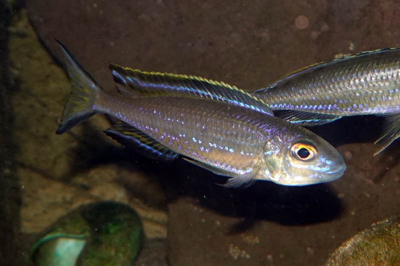 Lestradea perspicax 'Kawasindi Island'